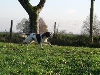 Étalon English Springer Spaniel - Free dôme pilat in Shade of Pure