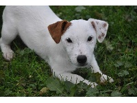 Étalon Jack Russell Terrier - Gwenn lady De la Vallée Vérouiller
