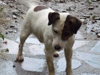 Étalon Jack Russell Terrier - Doc de la Haute Chaumiane