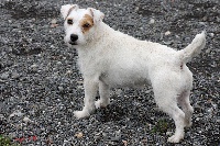 Étalon Jack Russell Terrier - Filing de Mathéon