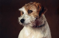 Étalon Jack Russell Terrier - Ever Seen Gaho-di