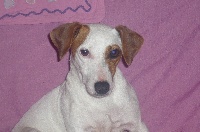 Étalon Jack Russell Terrier - Eden De malaga