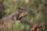 Étalon Labrador Retriever - Chula de la vallée de Villiers