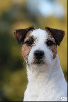 Étalon Parson Russell Terrier - CH. Rednock Yankee dandee