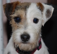 Étalon Parson Russell Terrier - panther creek Be somebody