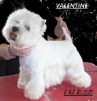Étalon West Highland White Terrier - Valentine du Mat des Oyats