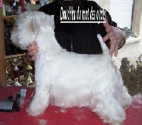 Étalon West Highland White Terrier - Douchka du Mat des Oyats