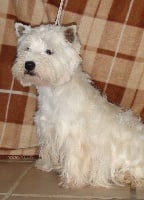 Étalon West Highland White Terrier - Coconut de l'Arche Blanche