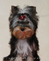 Étalon Yorkshire Terrier - Gucci Des gardes champetres