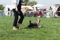 Étalon Yorkshire Terrier - Fedora amour des Brault' Cadors