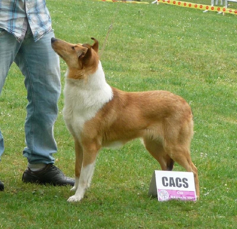 Les Dogue allemand de l'affixe Des Hobereaux De La Zorn