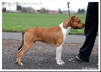 Étalon American Staffordshire Terrier - Fighter De la Maison d'Este