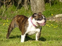 Étalon Bulldog Anglais - First lady du Moulin de la Terrasse