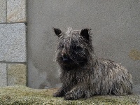 Étalon Cairn Terrier - Fortuna de Kermest