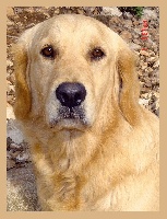Étalon Golden Retriever - Callatis du Sarmizegetusa Regia