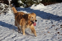 Étalon Golden Retriever - Diline dit eclipse du Mas de Valaurine