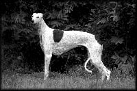Étalon Greyhound - Elynore The Passionate Pilgrim