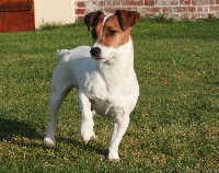 Étalon Jack Russell Terrier - Cookyse (Sans Affixe)