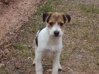 Étalon Jack Russell Terrier - Gap Du Mas Du Castanier
