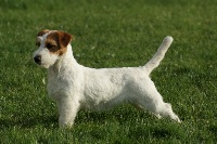 Étalon Jack Russell Terrier - Guapa baile Du Mas Ensoleillé