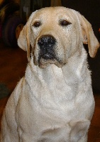 Étalon Labrador Retriever - Gordon of Puppydogs Tails