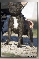 Étalon Staffordshire Bull Terrier - Byron dit boogie (Sans Affixe)