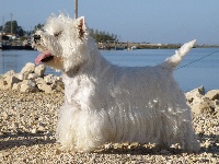 Étalon West Highland White Terrier - CH. Domino white des Olipins