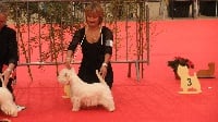 Étalon West Highland White Terrier - CH. Lamsmore Diva