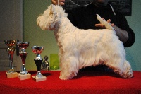 Étalon West Highland White Terrier - Dream-girl de la Terre d'Ecosse