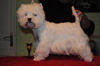 Étalon West Highland White Terrier - Commedia dell'arte De l'Aucélian