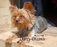 Étalon Yorkshire Terrier - Darcy-diam's my Toffee Forever