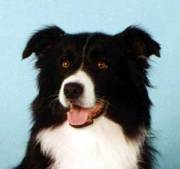 CH. lindenbrae Aust ch . tarfin louisa cdx