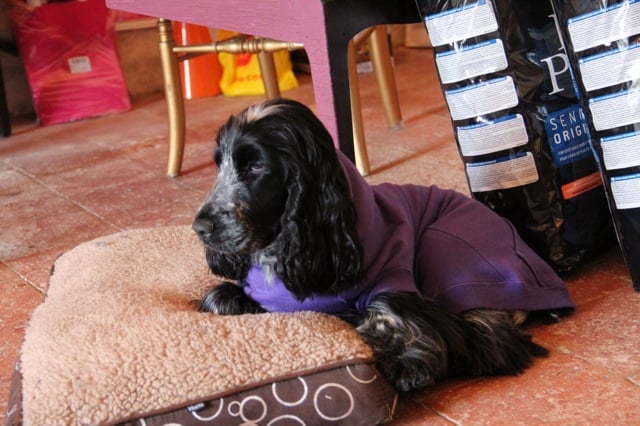 Les Cocker Spaniel Anglais de l'affixe   Des Terres De La Messardière