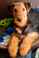 Étalon Airedale Terrier - Kiwi of the ambitious home