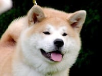 Étalon Akita - Jitô Furinkazan