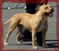 Étalon American Staffordshire Terrier - Bad to the bone Du treizieme ange