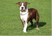 Étalon American Staffordshire Terrier - Gothika de Paco Original's Staff