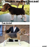 Étalon Beagle - Decibel du Bray Bocage
