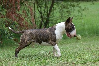 Étalon Bull Terrier - CH. Action Dream of defiance