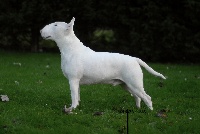 Étalon Bull Terrier - Untitled Earth intruders