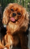 Étalon Cavalier King Charles Spaniel - Eye catching ruby des Cavaliers de Canine Country
