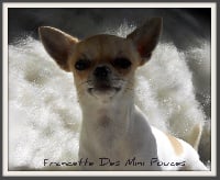 Étalon Chihuahua - Francette des Mini Pouces