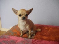 Étalon Chihuahua - Fleur des contes de Varmos