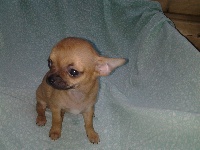 Étalon Chihuahua - Genny Redsun