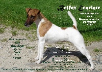 Étalon Fox Terrier Poil lisse - CH. Belfox Ecarlate