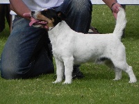 Étalon Jack Russell Terrier - Fritz (Sans Affixe)