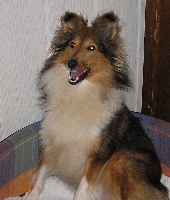 Étalon Shetland Sheepdog - Foxie lady De goazilec