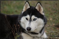 Étalon Siberian Husky - Dream black shira des reves de neige