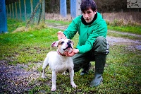 Étalon Staffordshire Bull Terrier - Cheeky-dawa des gardiens de lady camille