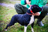 Étalon Staffordshire Bull Terrier - Fairy bell de la Tanniere des Nains